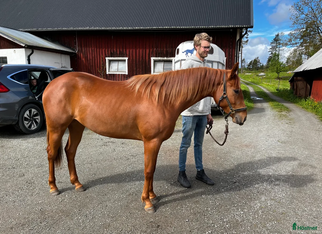 Western hästar till salu: Pigg treåring  - Annons 3