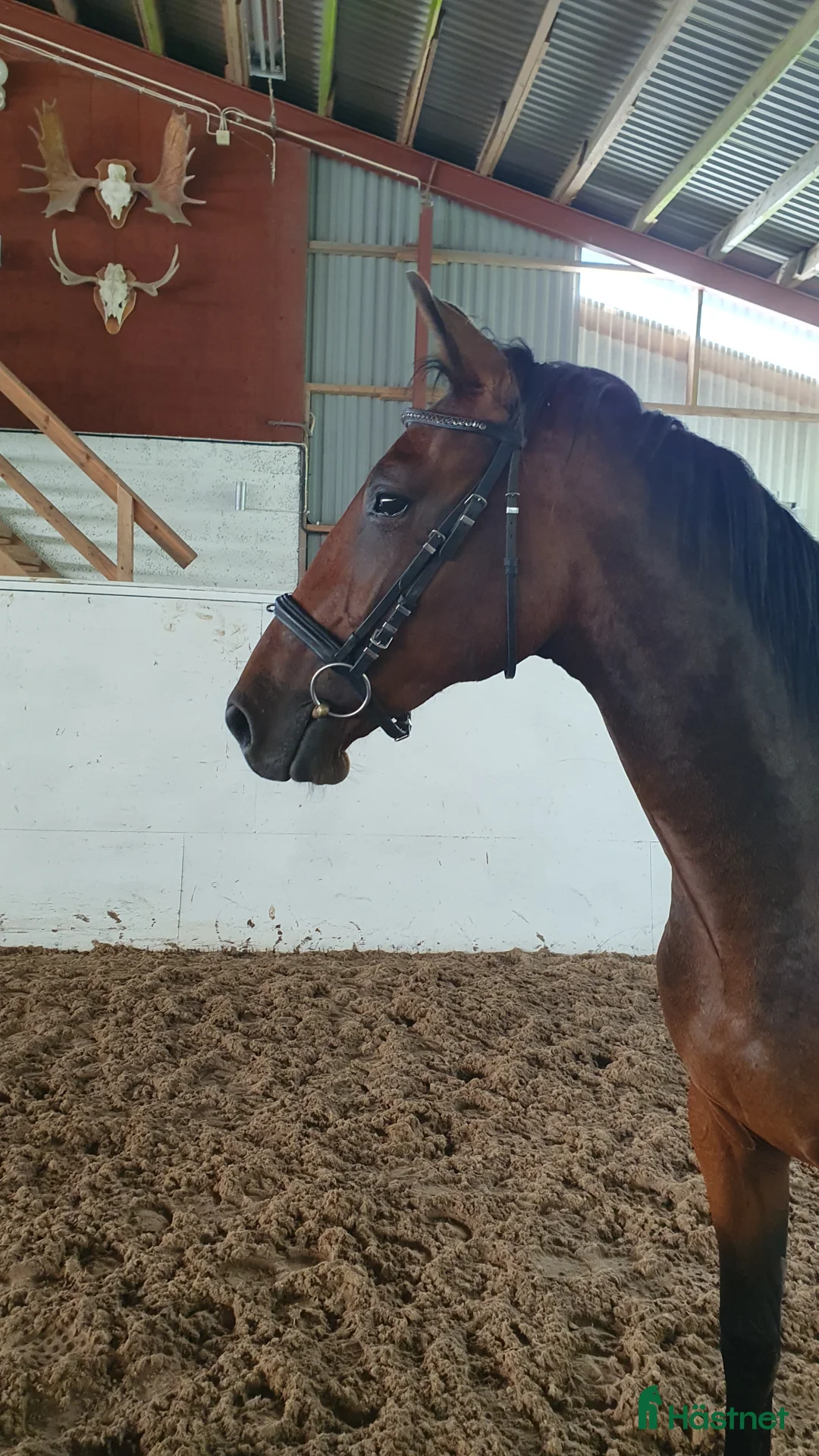 Hoppning hästar till salu:  Treåringar för hopp & fälttävlan - Annons 6