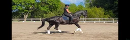 Dressyr hästar till salu: Perfekt junior/YR häst! - Annons 4