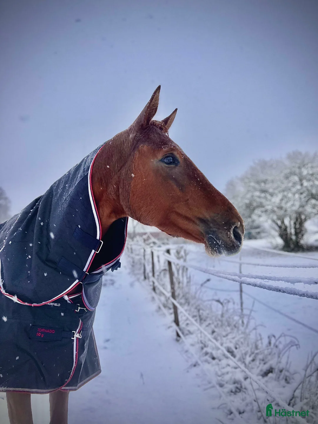 Hoppning hästar till salu: Vackert lovande sto i Karlskrona - Annons 2