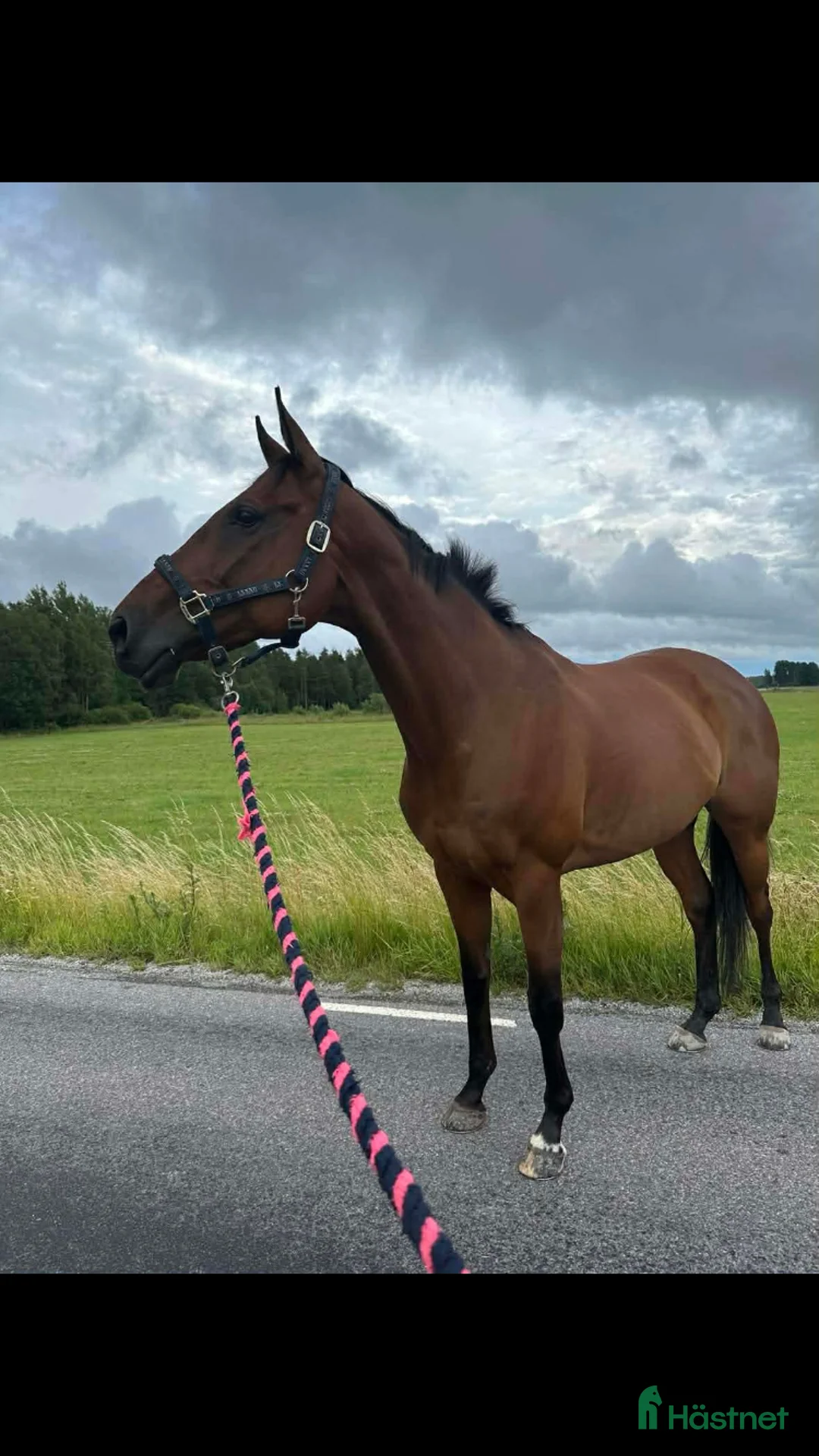 Allround hästar till salu: Riktigt fin allround häst  - Annons 5