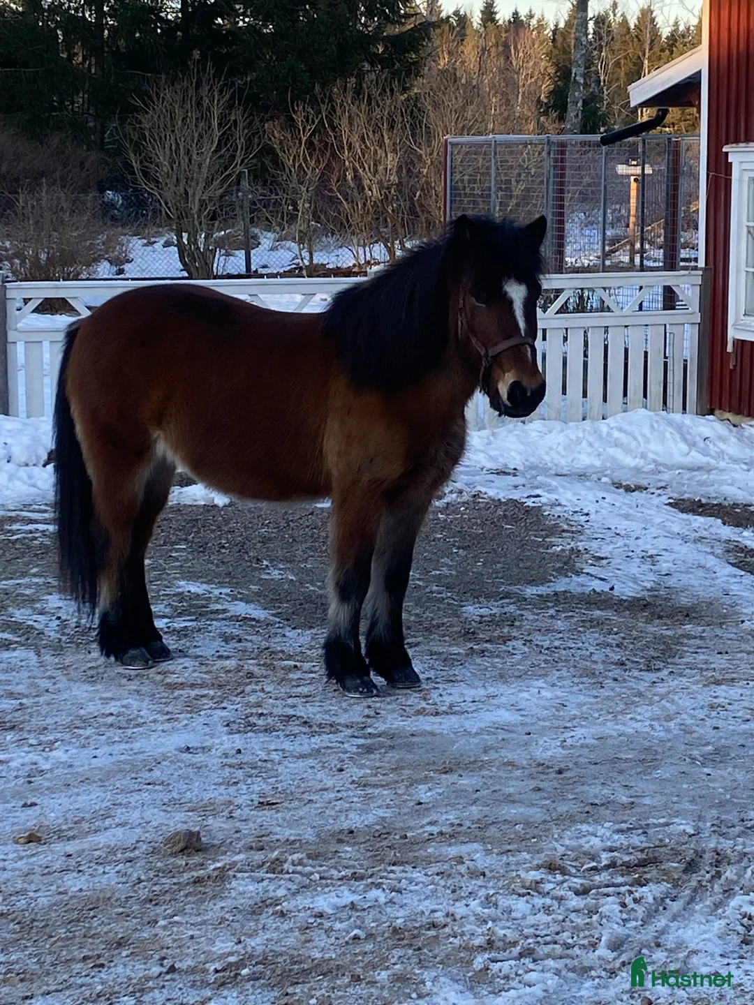 Island hästar till salu: Islandshäst söker ny bästa vän  i Vänersborg - Annons 5