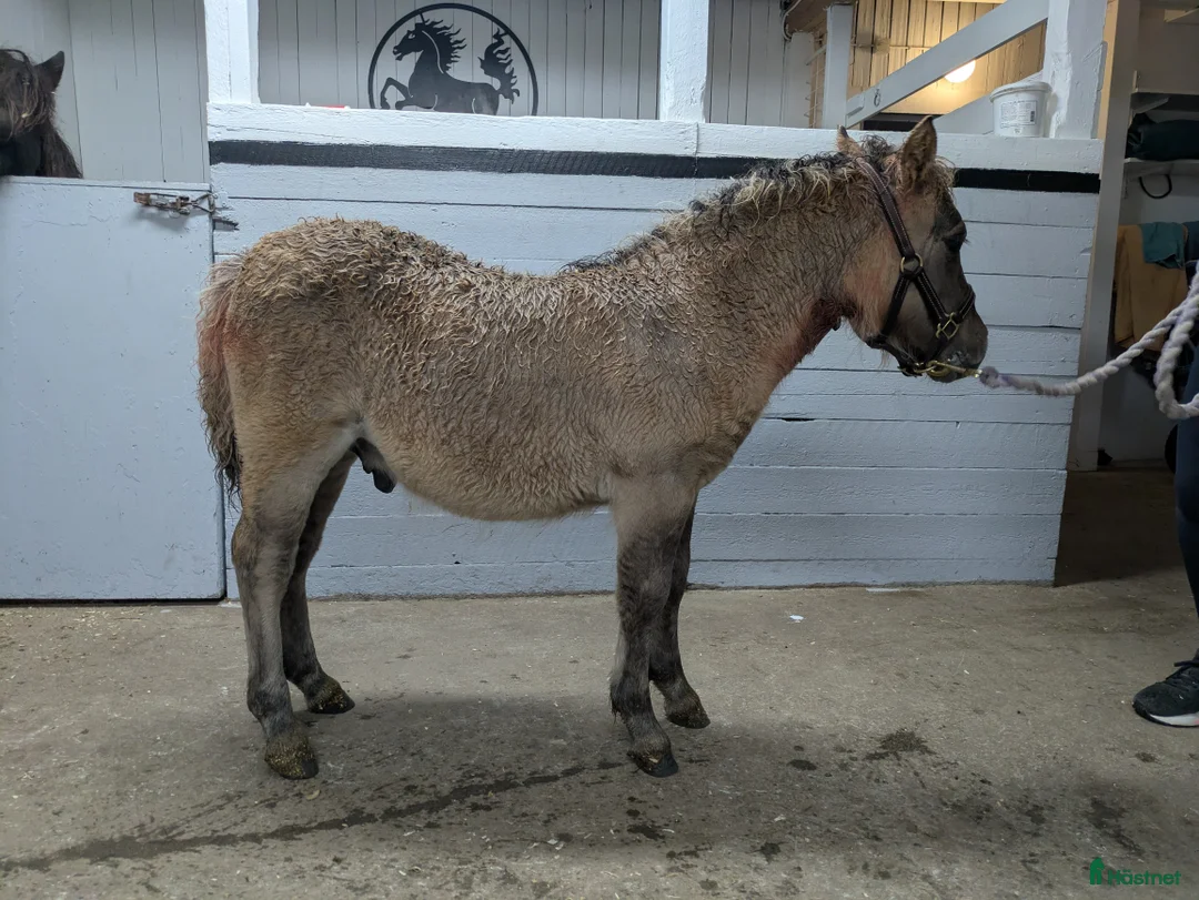 Allround hästar till salu: Härlig kille. i Edsbyn - Annons 4