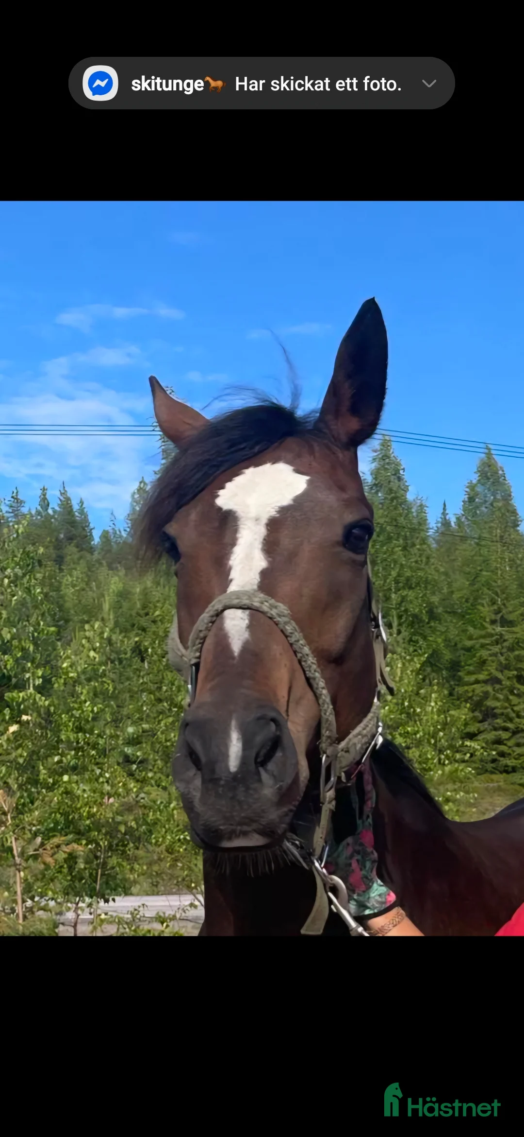 Övrigt hästar till salu: Vackert Fullblodssto  - Annons 2