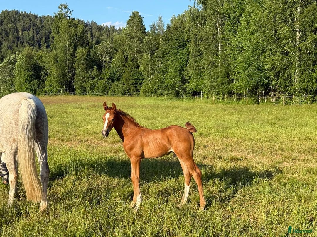 Dressyr hästar till salu: Hingstföl e Donkey Boss - Annons 2