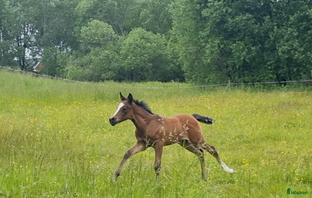 Allround hästar till salu: Fantastiskt hingstföl  i Gällstad - Annons 4