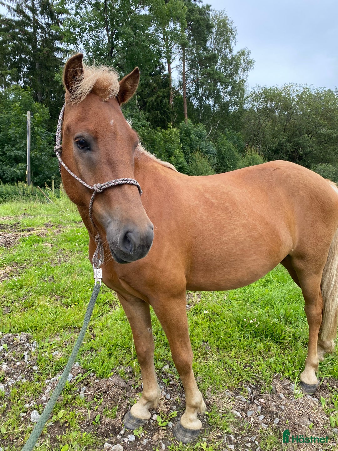 Island hästar till salu: Trevlig islänning i Rävlanda - Bild 1