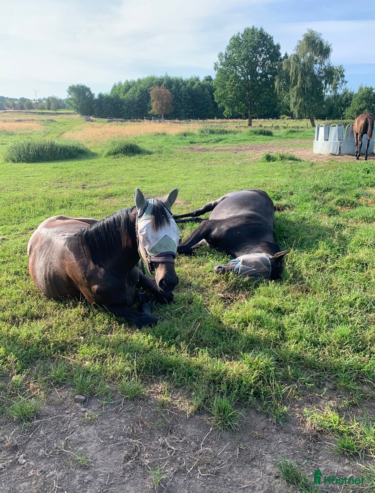  stallplats Fullservice lösdrift för unghäst/pensionär i Falköping - Annons 23