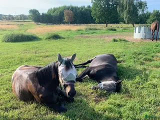 stallplats Fullservice lösdrift för unghäst/pensionär i Falköping - Annons 23