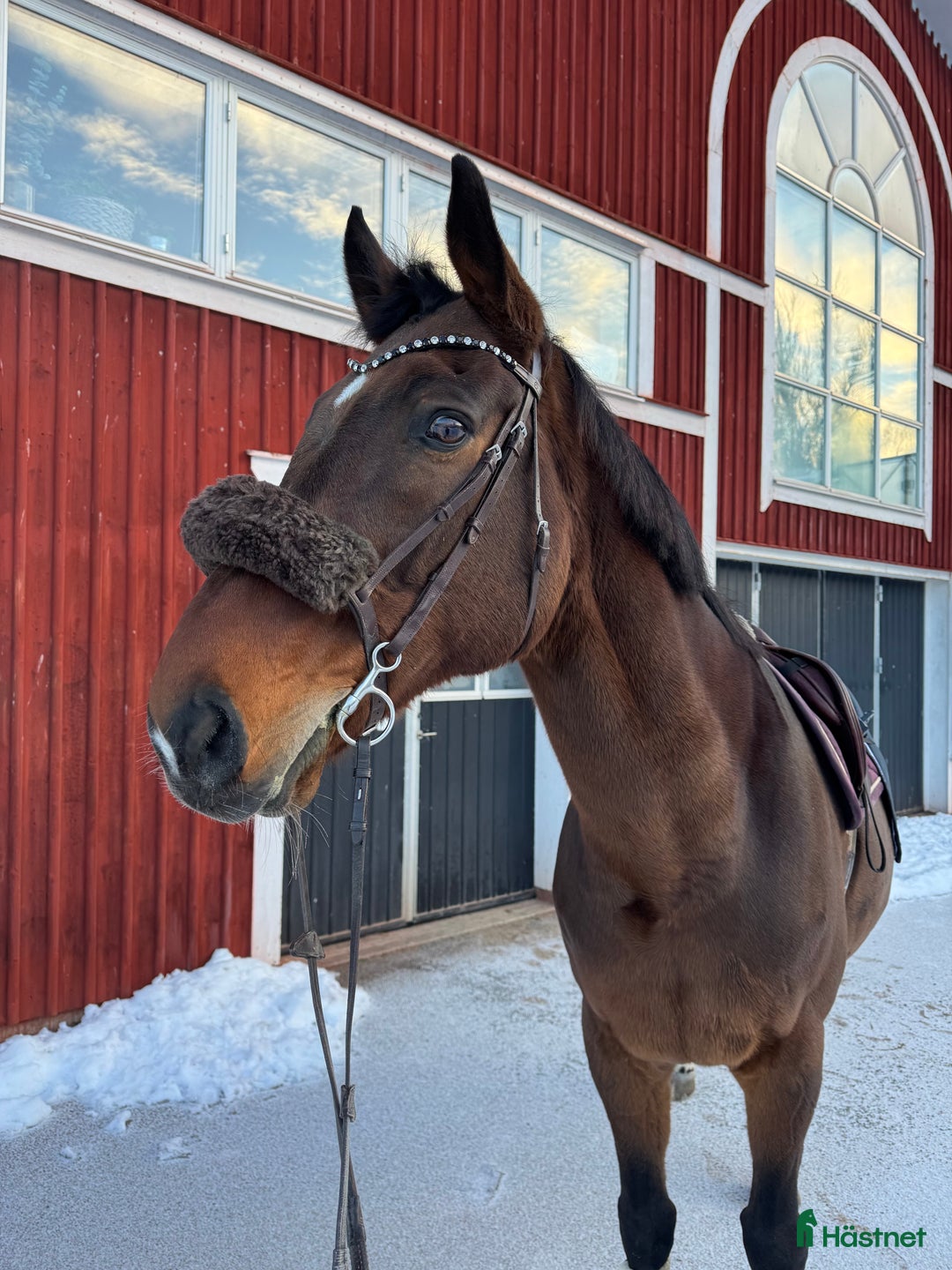 Allround hästar till salu: Perfekt allroundhäst i Vimmerby - Annons 1