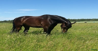  stallplats i Knivsta - Annons 6