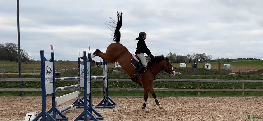  medryttarhäst finnes: Betalande medryttare till tävlingshästar i Linköping - Annons 1