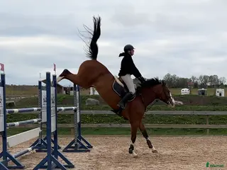 medryttarhäst finnes: Betalande medryttare till tävlingshästar - Annons 14