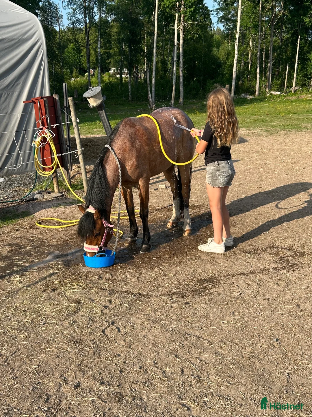 Allround hästar till salu: 🌸 Perfekt barnponny med ett hjärta av guld! 🌸 - Annons 2