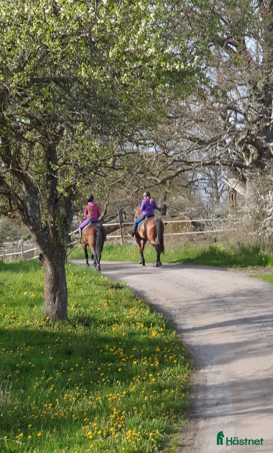  lägenhet till salu: Uthyres på Hästgård i Sorunda - Annons 7
