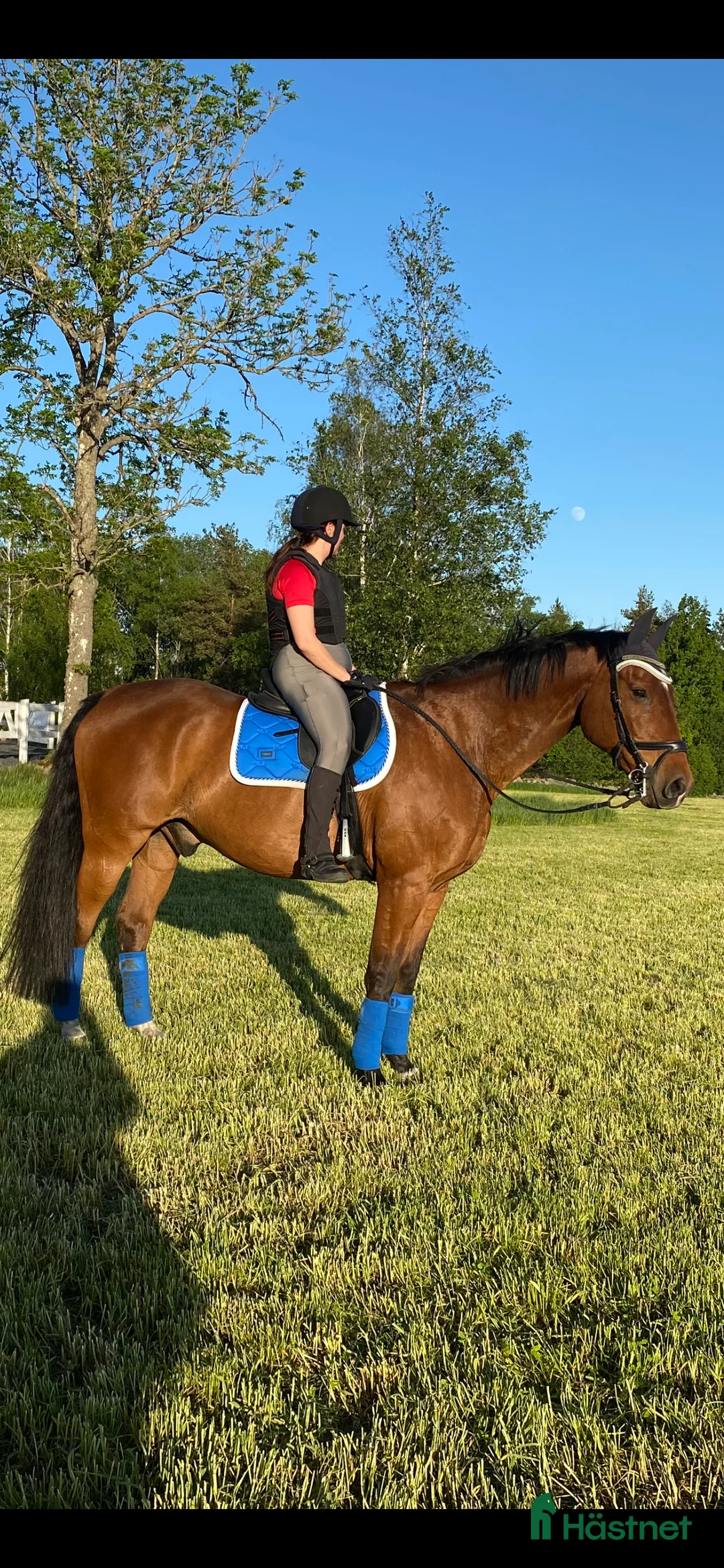 Allround hästar sökes: Söker trygg, stabil, läromästare - Annons 5