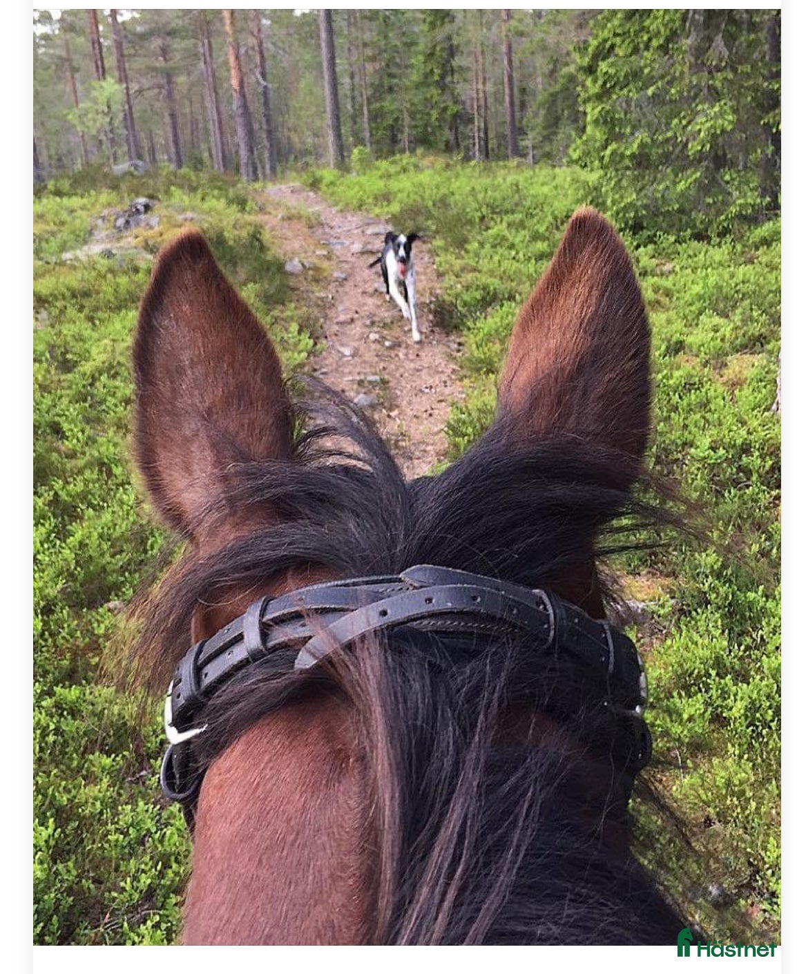  hästar Söker genomsnäll häst - Annons 1