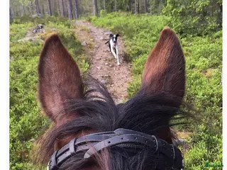 hästar Söker genomsnäll häst - Annons 1