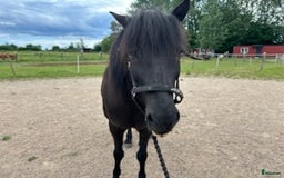 Island hästar till salu: Askur från Grönadal  i Häljarp - Bild 3