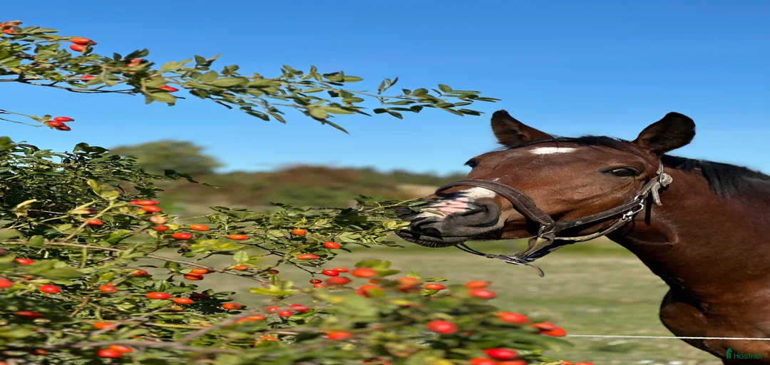 Galleribild {{count}}