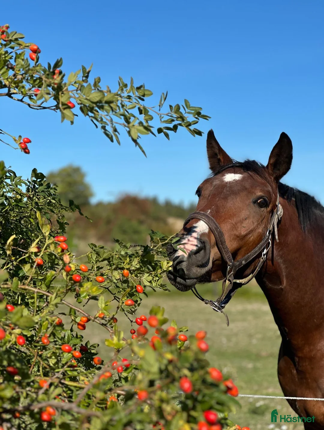 Galleribild {{count}}