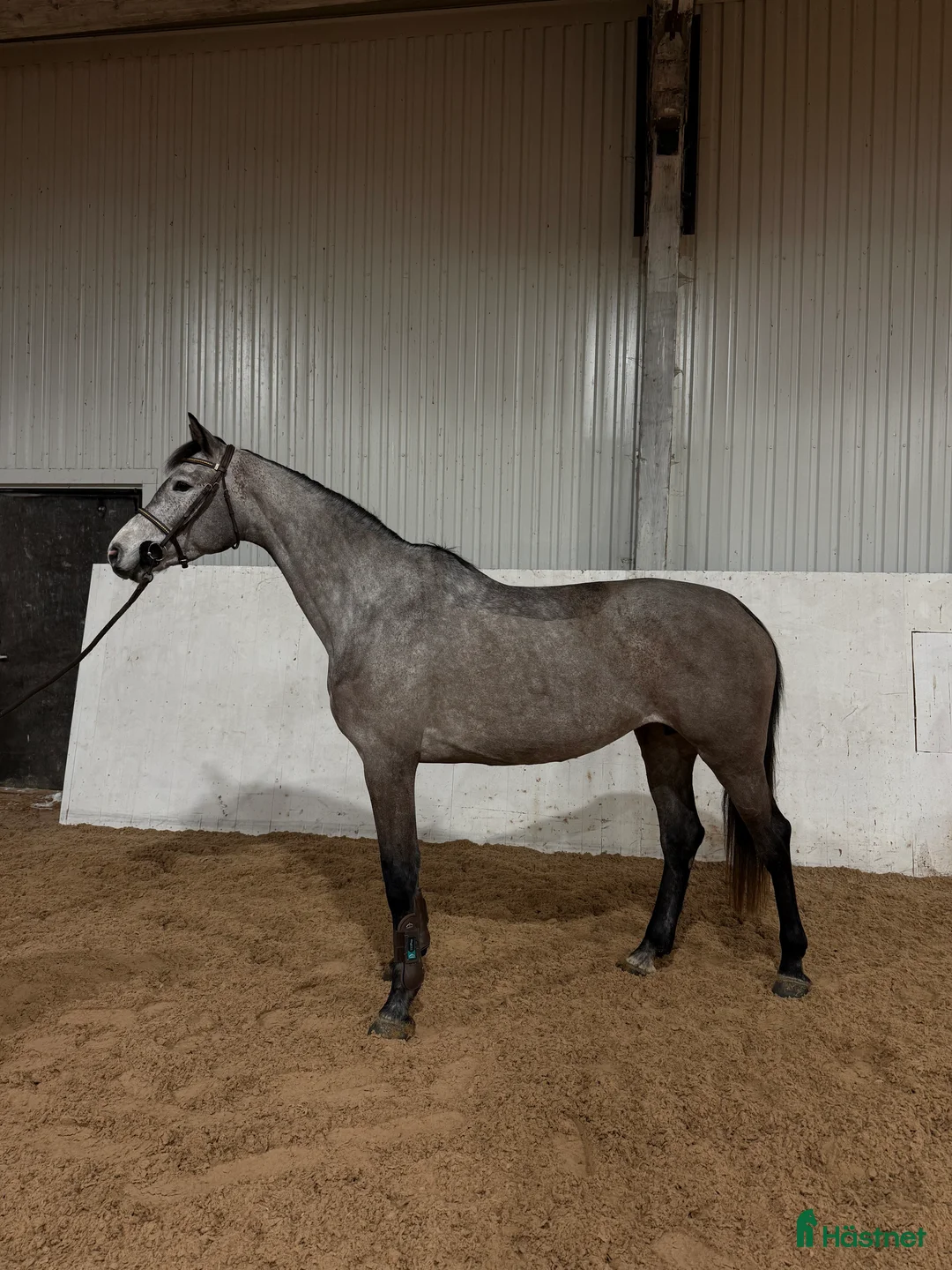 Hoppning hästar till salu: Snyggt sto för sport eller avel  i Karlstad - Annons 2