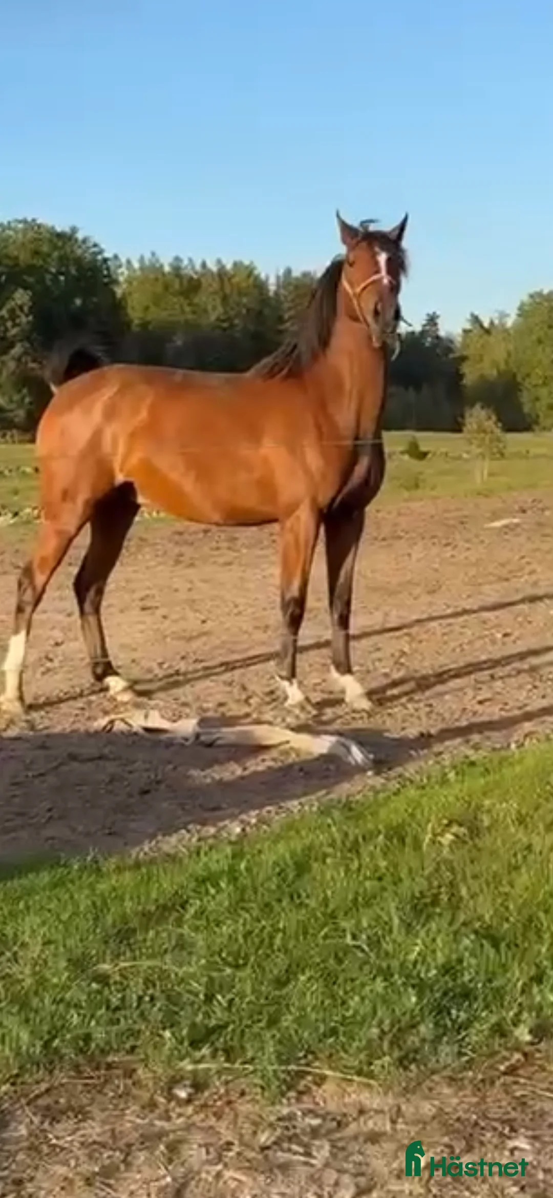 Allround hästar till salu: Amor Vincit Omnia, även kallad Ville - Annons 2