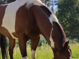 hästar Reg. APHA, Bay Tobiano Sto 8 år - Annons 5