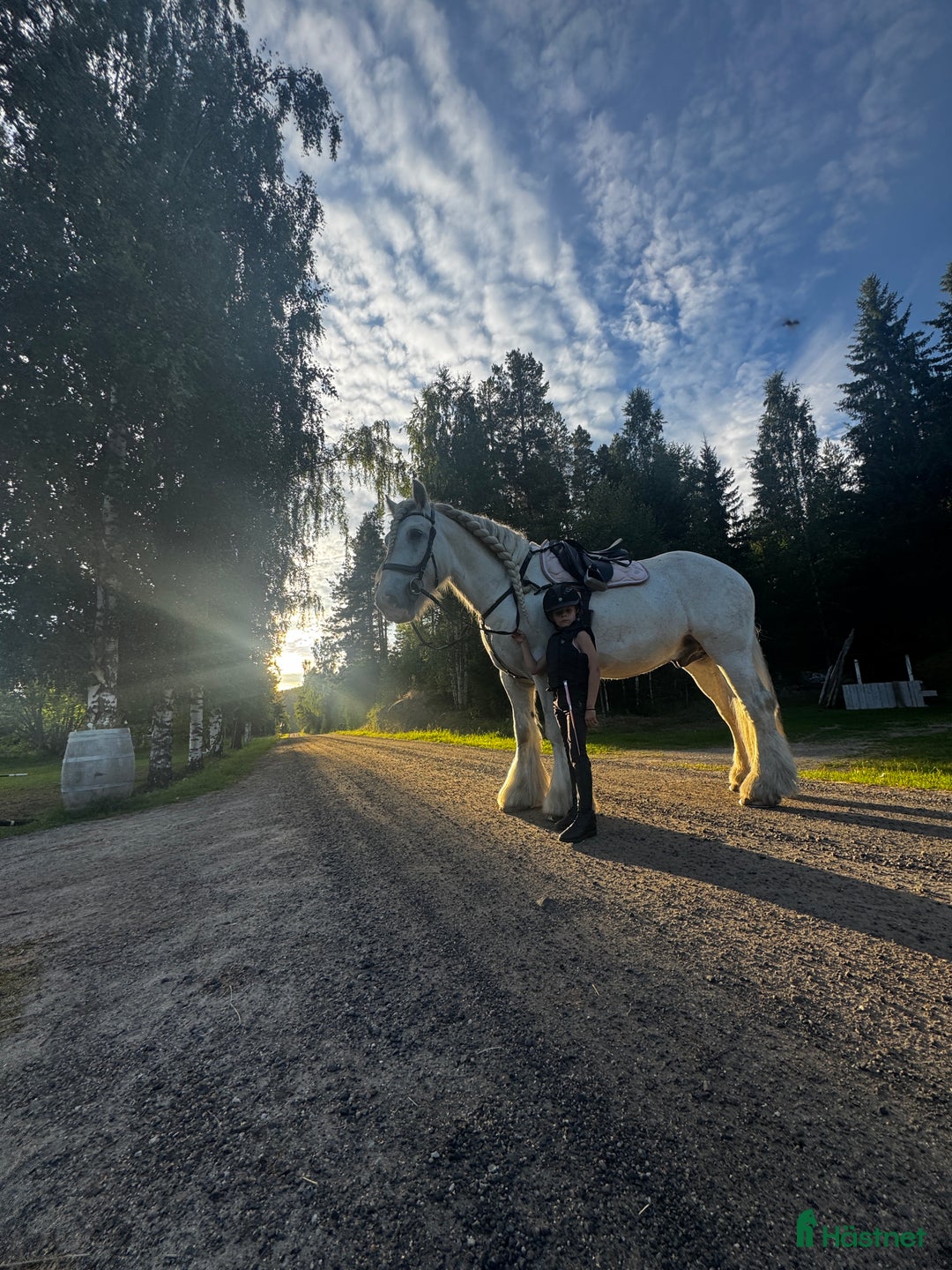 Allround hästar till salu: Drömhäst  i Ljungaverk - Annons 9