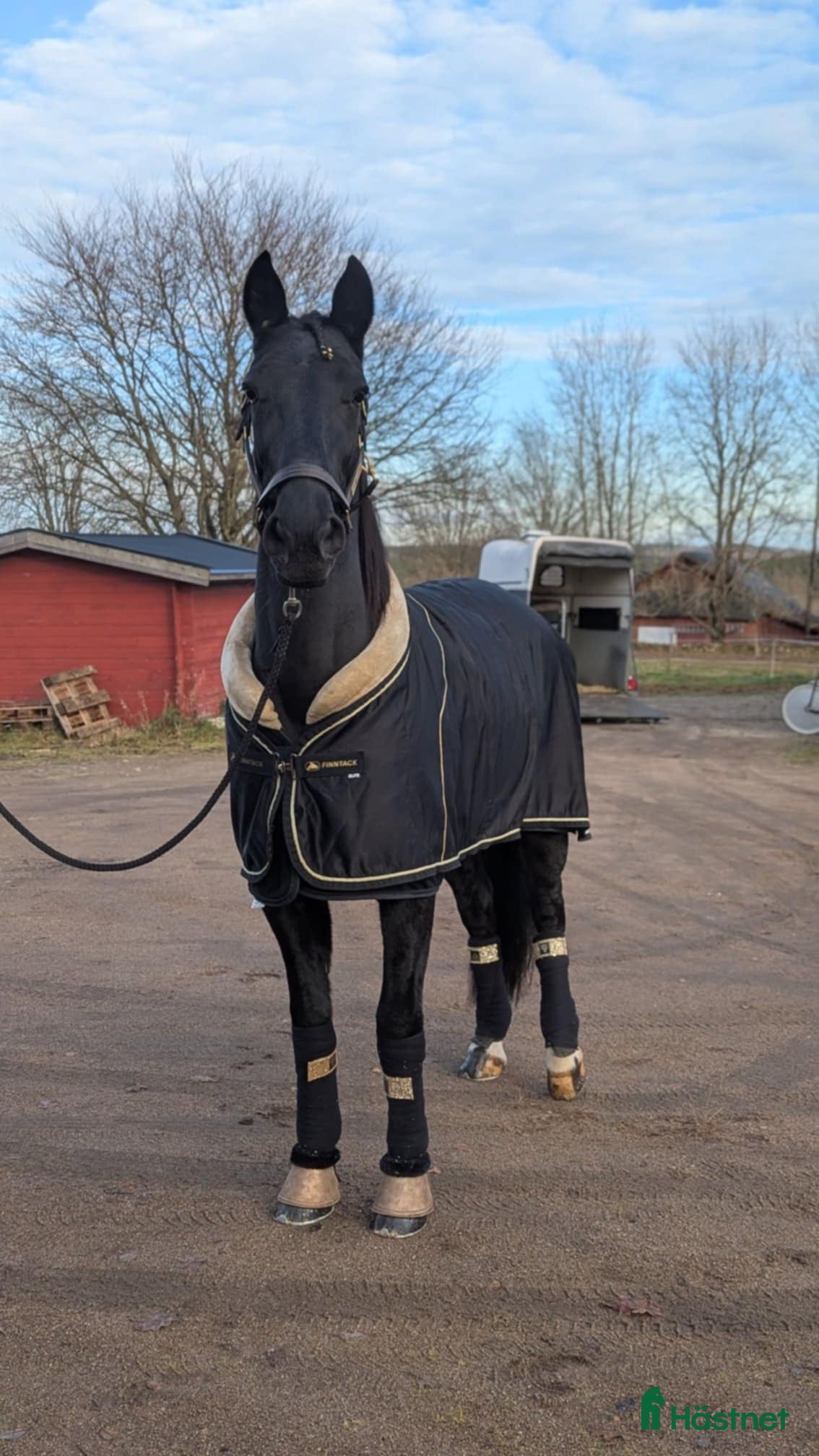  hästar Stor personlighet - och ännu större hjärta - Annons 2
