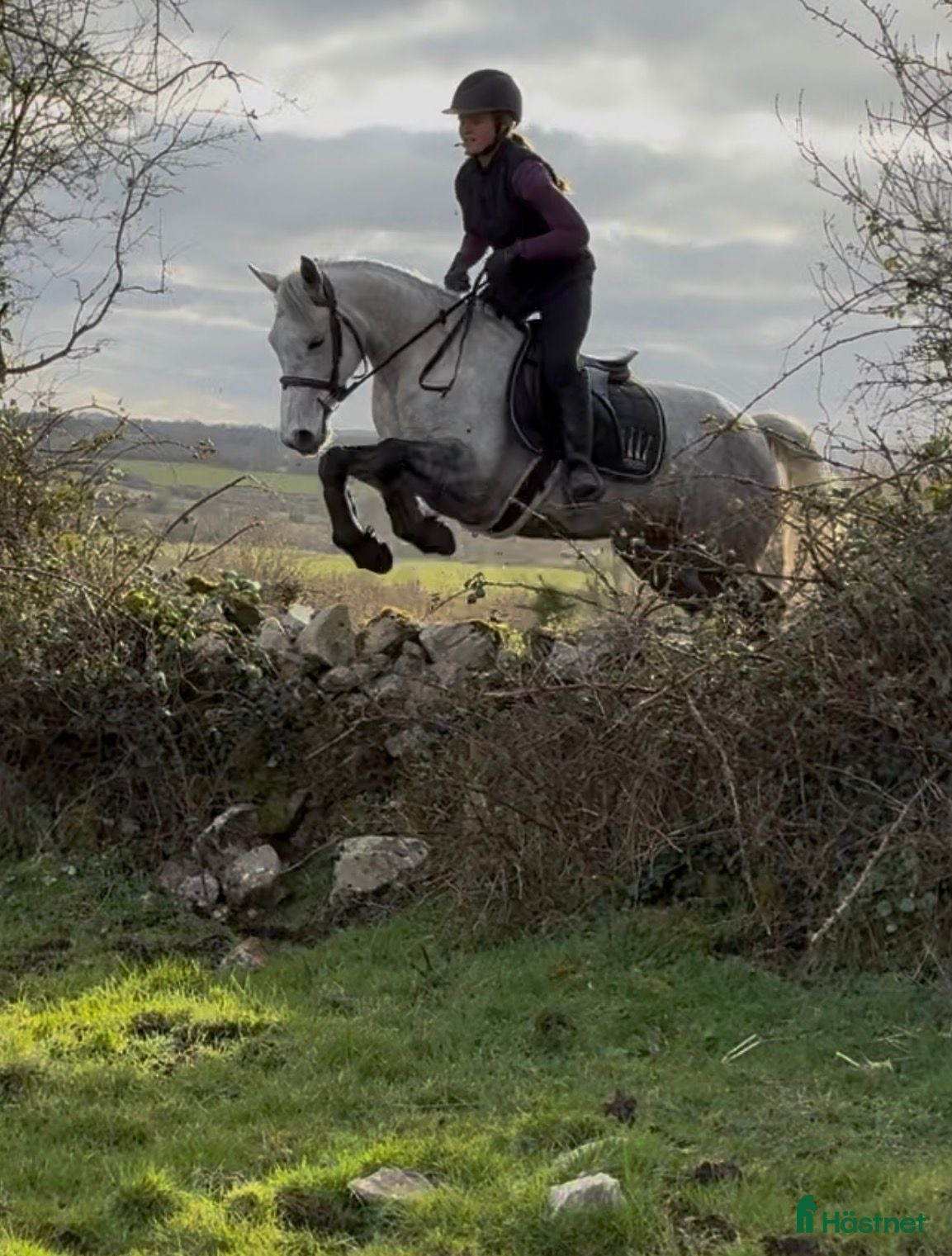  hästar Selection of Irish ponies - Annons 4