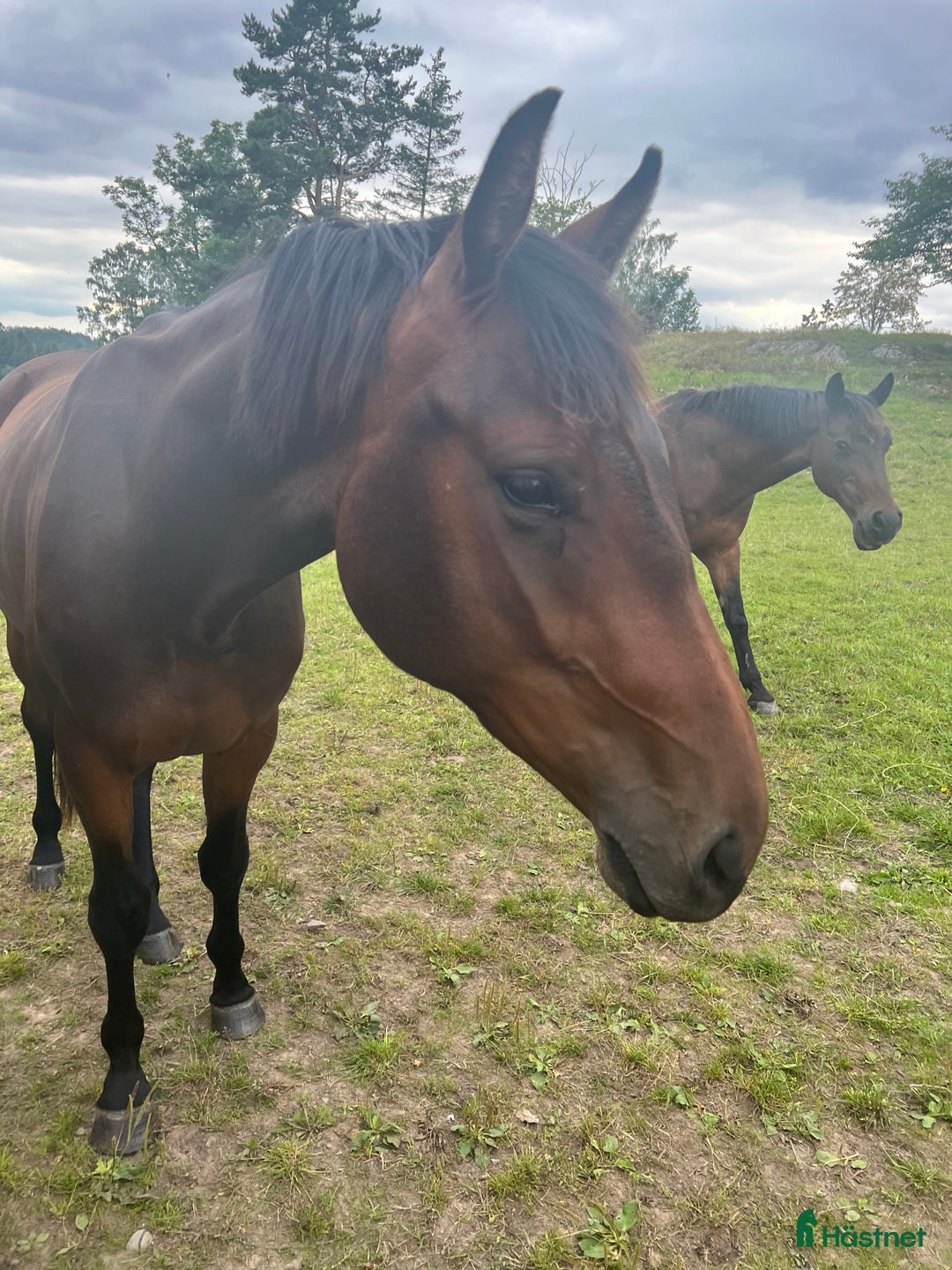 Allround hästar sökes: Snäll skogsmulle sökes i Huskvarna - Annons 1