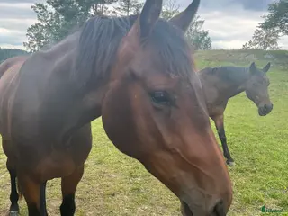 hästar Snäll skogsmulle sökes - Annons 2