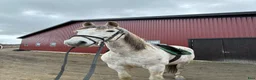 Allround hästar till salu: Trygg och allsidig PRE-valack i Vedum - Annons 1