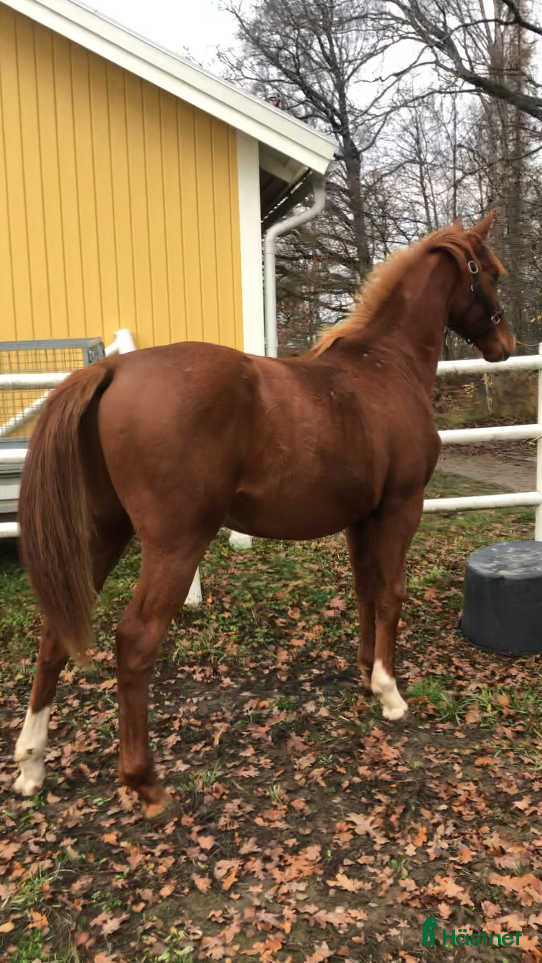 Hoppning hästar till salu: 🌟Välstammade unghästar🌟 i Enköping - Annons 6