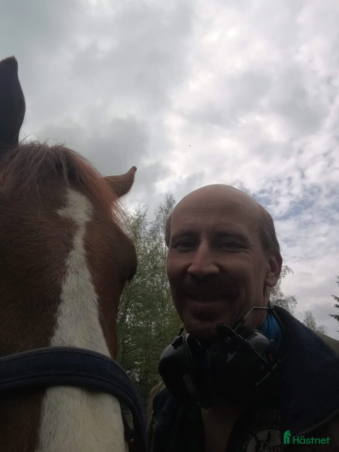 Galopp hästar sökes: Söker sto :halvblod eller fullblod projekt  - Annons 13