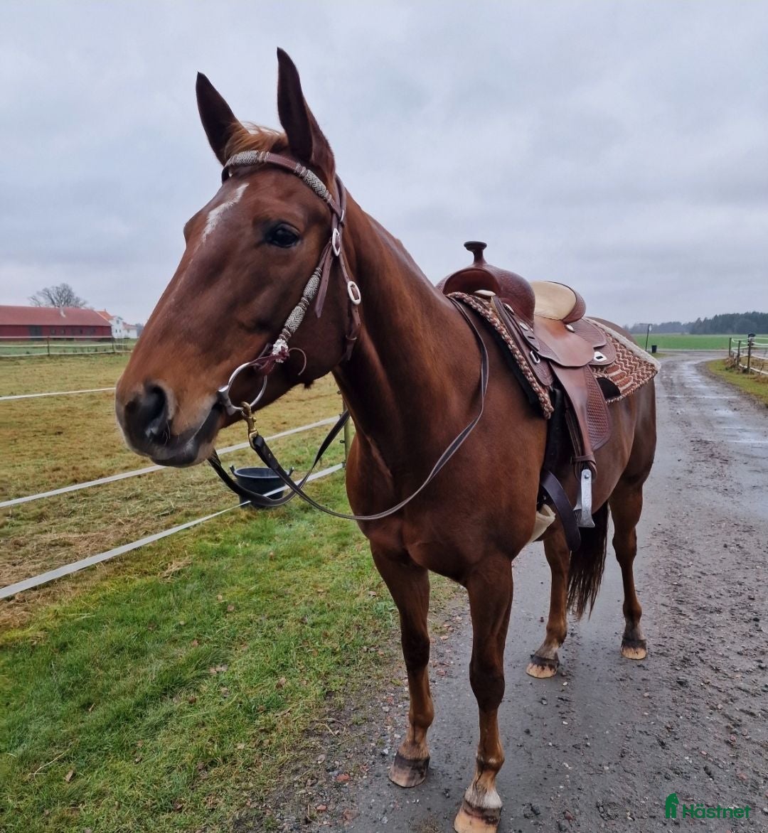  hästar ⭐️Intressekoll ⭐️ Willie  - Annons 2