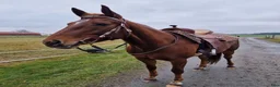 Western hästar till salu: ⭐️Intressekoll ⭐️ Willie  - Annons 1