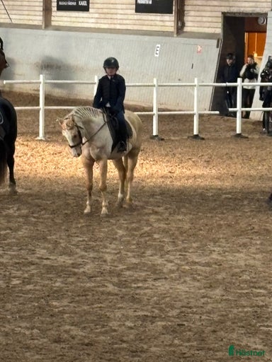 Galleribild {{count}}