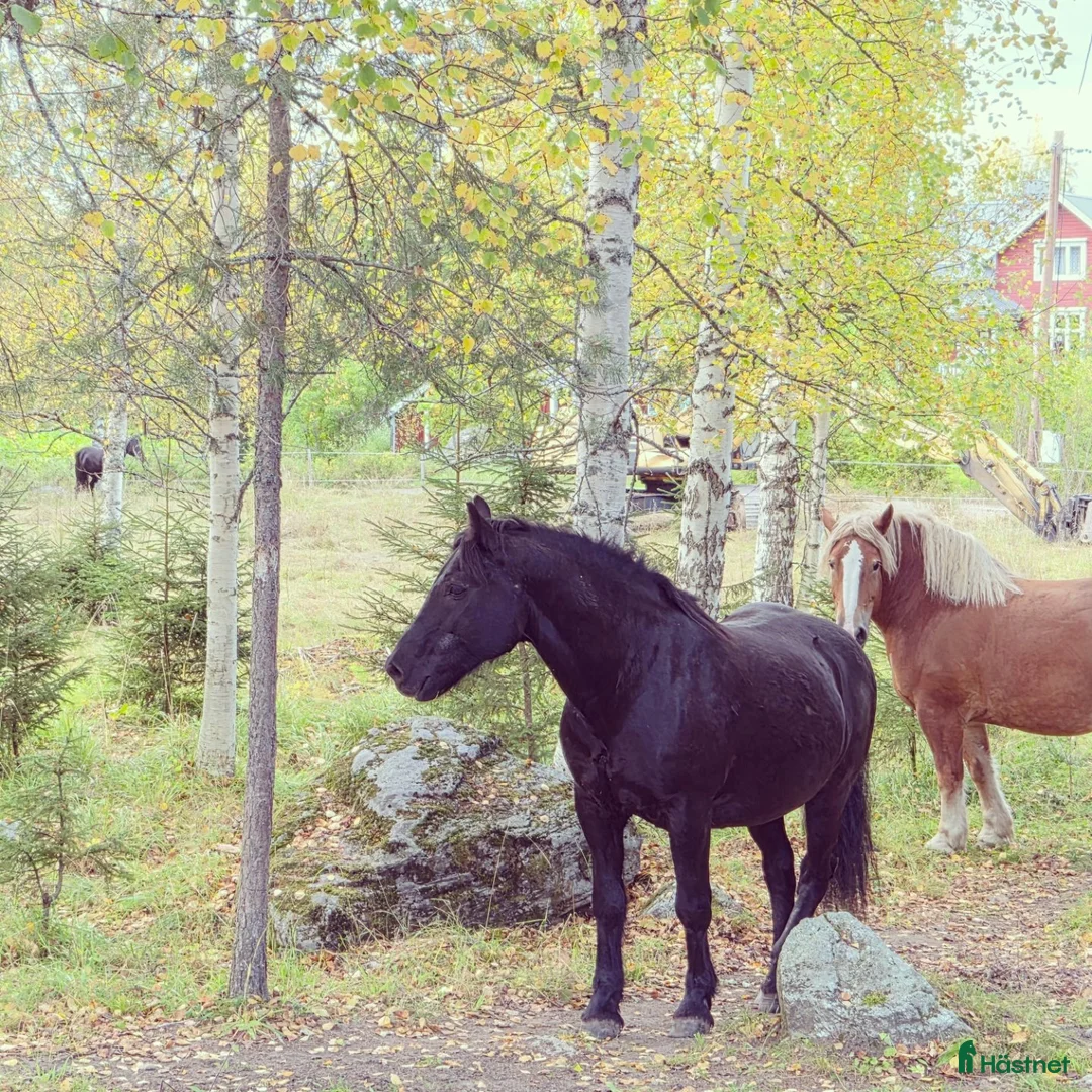 Galleribild {{count}}