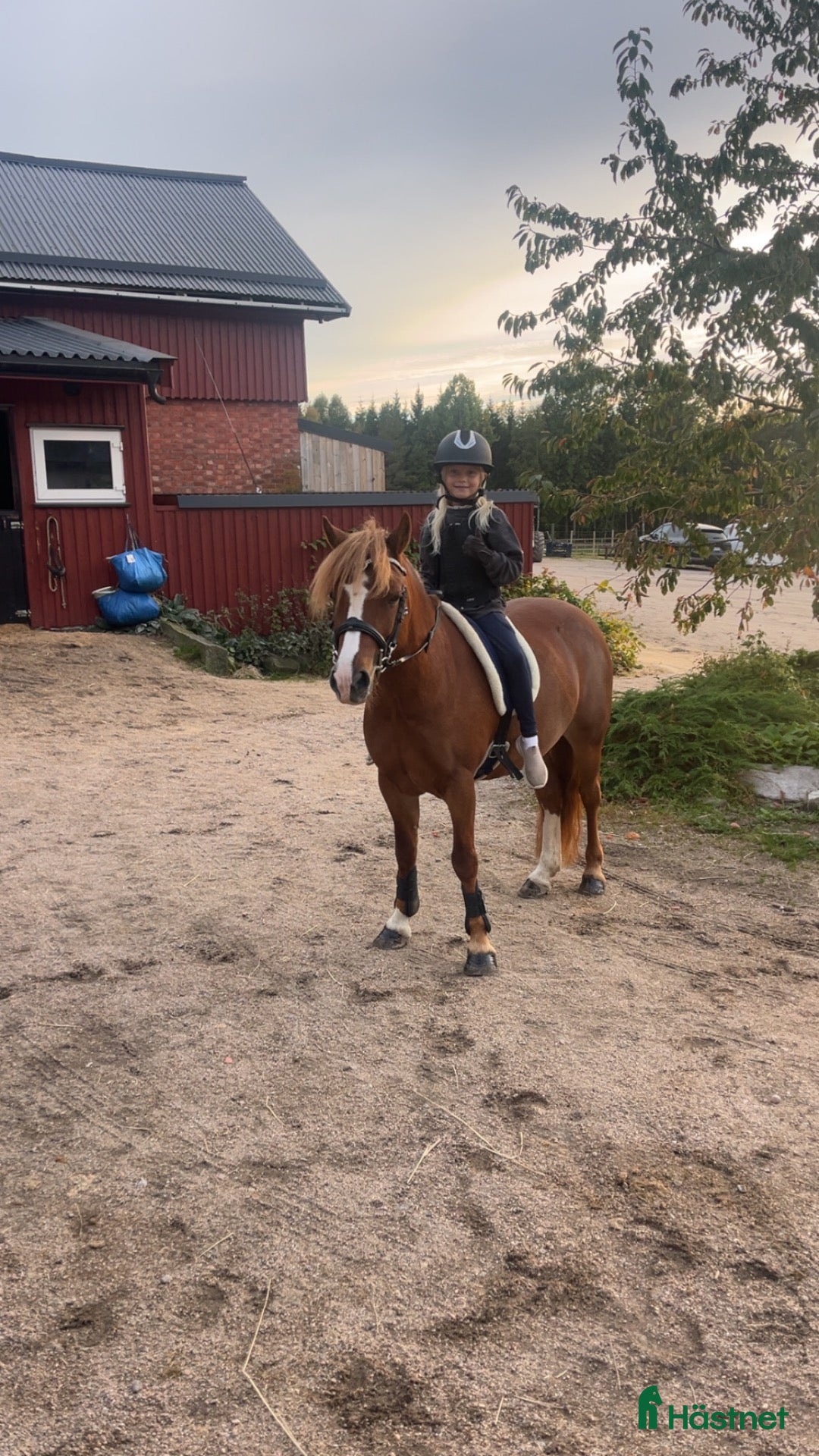  hästar till salu: 🩷 Lille My – allsidig Welsh-ponni - Annons 5