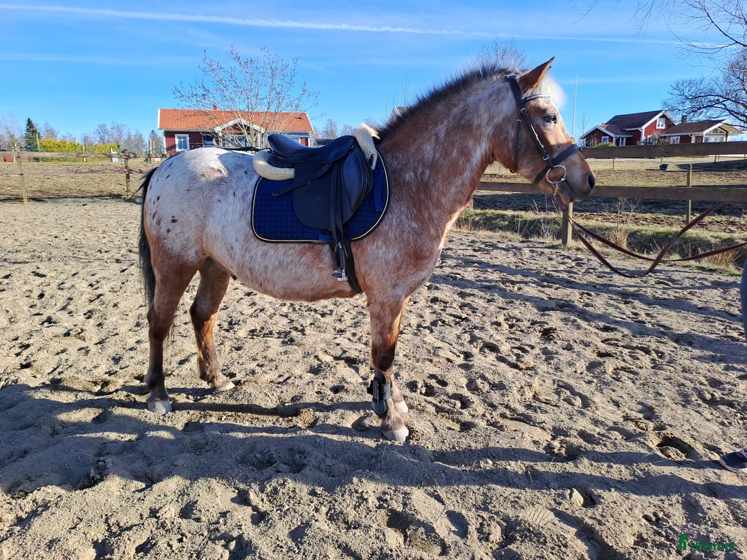 Allround hästar till salu: Tuff ridponny valack - Annons 1