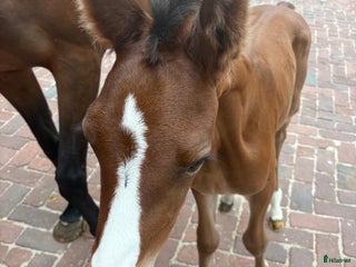 Hoppning hästar till salu: Daisy Jones - Söt och välstammad i Vadstena - Annons 1