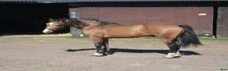 Allround hästar till salu: Magiskt vacker stor welsh cob  - Annons 5