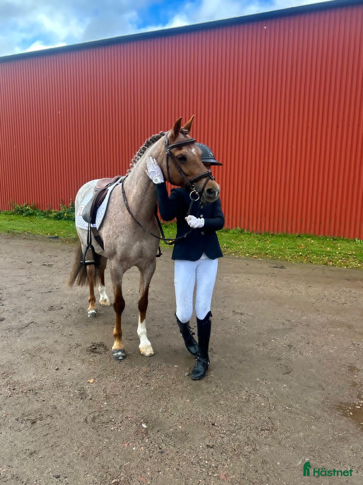  hästar ✨ Fantastisk welshponny ✨ i Bromölla - Annons 14