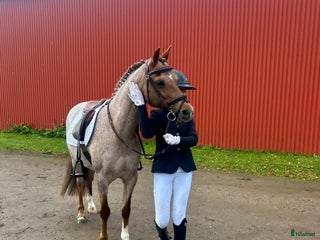 hästar Rosie 🩷 i Bromölla - Annons 2