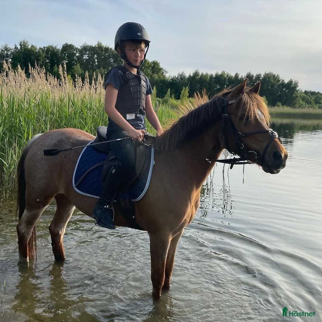 Dressyr hästar till salu: Världens bästa barnponny/förstaponny - Annons 2