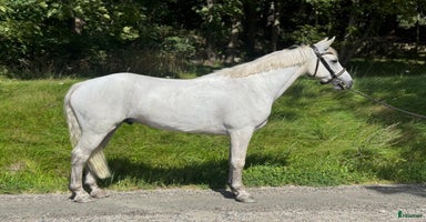  hästar i Fjärås - Annons 14