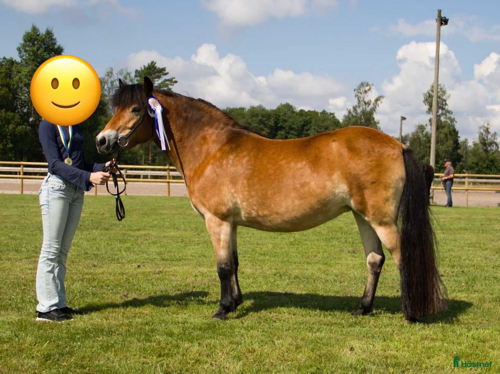  hästar Gotlandsruss sto - Annons 2