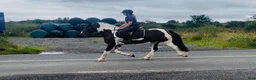 Allround hästar till salu: Coloured D pony - Annons 14